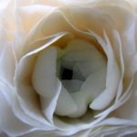 Lentebloem Bloem & Vorm