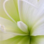 Lentebloem Bloem & Vorm