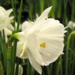 Lentebloem Bloem & Vorm