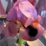 Lentebloemen Bloem & Vorm