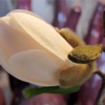 Lentebloemen Bloem & Vorm
