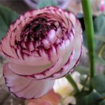 Lentebloemen Bloem & Vorm