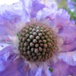Zomerbloemen
