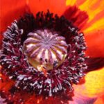 Zomerbloemen