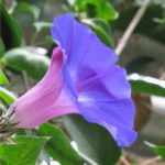 Zomerbloemen