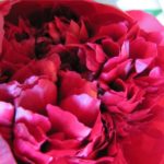 Zomerbloemen